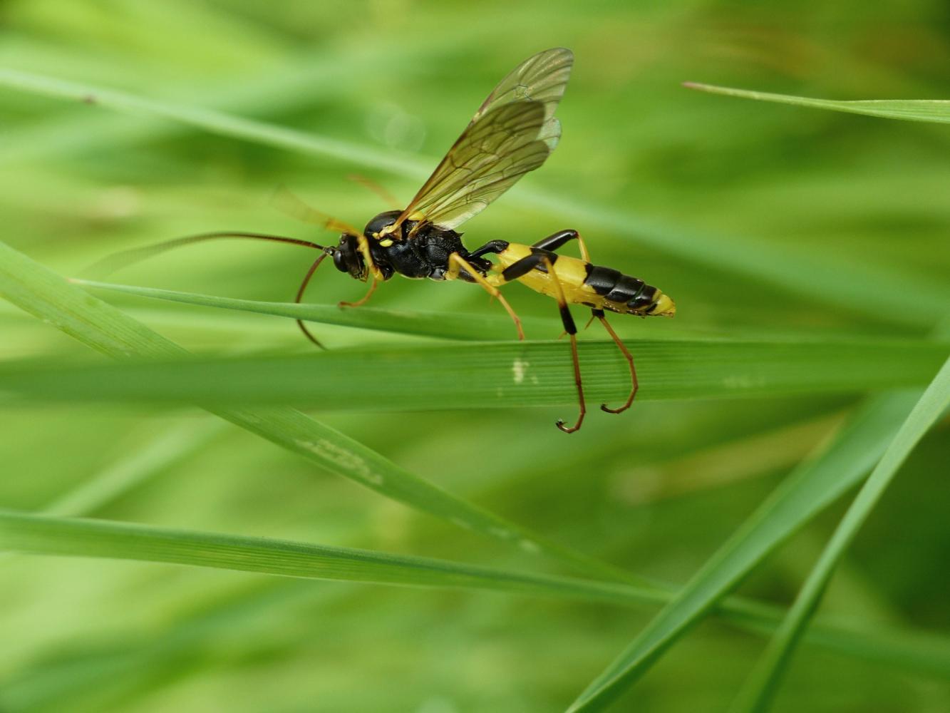 Ichneumoidae: Amblyteles armatorius?  S, maschio